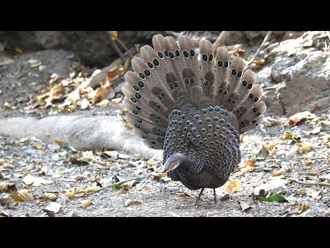 Páv-bažant šedý — Dance of the Grey Peacock Pheasant