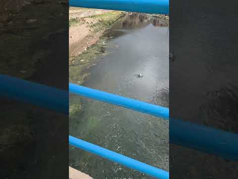Puente, patos, aguas termales PUTINA 🇵🇪