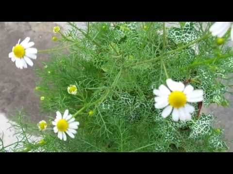 download lagu mp3 mp4 Chamomile Species, download lagu Chamomile Species gratis, unduh video klip Chamomile Species