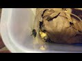 Therea peterivana Indian Domino Roach Ca
