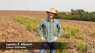 Herbicidas Inibidores da ACCase no Controle do Capim Amargoso!