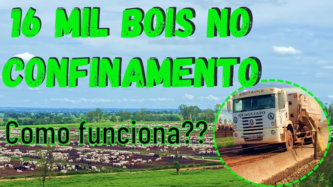 COMO FUNCIONA  A ROTINA DE UM CONFINAMENTO COM 16 MIL ANIMAIS??