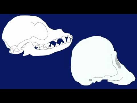 PLJOURNAL1: EVOLUTION AND VARIATION COMPARISONS TO CHIMP:HUMAN DIFFERENCES