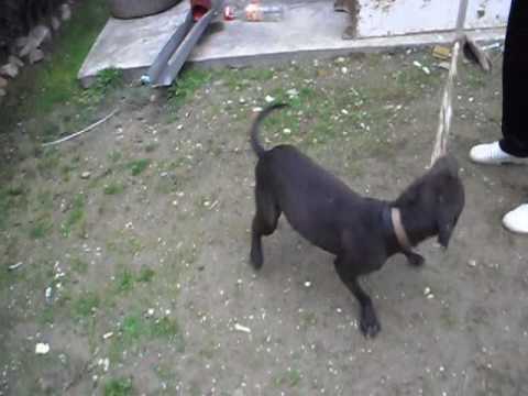 Sasha OG ft. Buki  - Vi prostuvam na site bato.. (proof pr.)