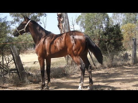 Lot 20 Warrawee Needy - Warrawee Flare colt