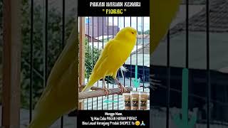 Download lagu Kenari PAUD Belajar BUNYI Ngeriwik #kenari #kenaripaud #kenaribelajarbunyi #kenaringeriwik mp3