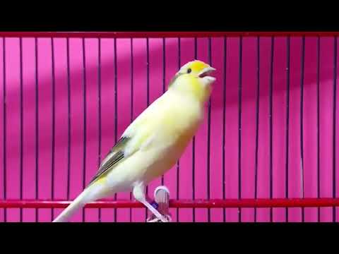 Yellow canary singing video   Timbrado canary singing beautiful melodic songs for training