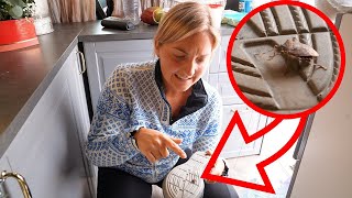 Vanlife reality: STINK BUG INVASION!