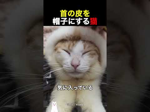 首の皮を帽子にする猫