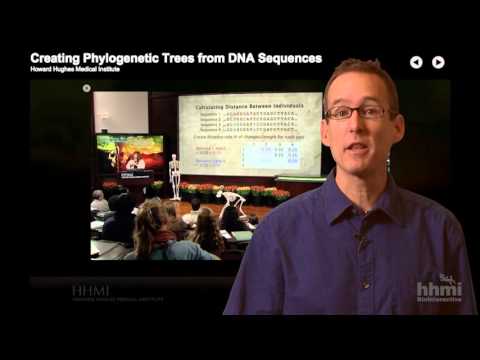 HHMI Educator Tips -- Phylogenetic Trees Click and Learn