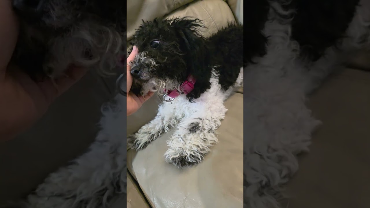 Enlarge Stella, a ADOPTABLE mixed breed in Watertown, MA video 3/5