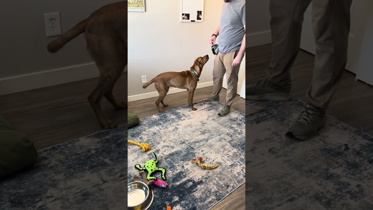 Enlarge Davey aka BO, a ADOPTABLE mixed breed in Olympia, WA video 5/6