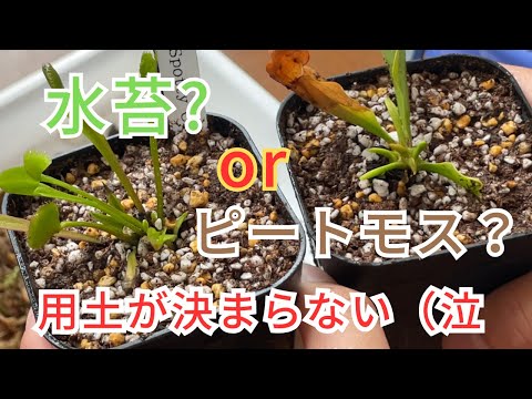 SOS Louvette: サラダを食べる白い虫を駆除するにはどうすればよいですか?  庭園