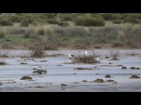 Andean Avocet, Recurvirostra andina, Pumahuasi, Jujuy, Argentina, 16 Febr 2026 (3/5)