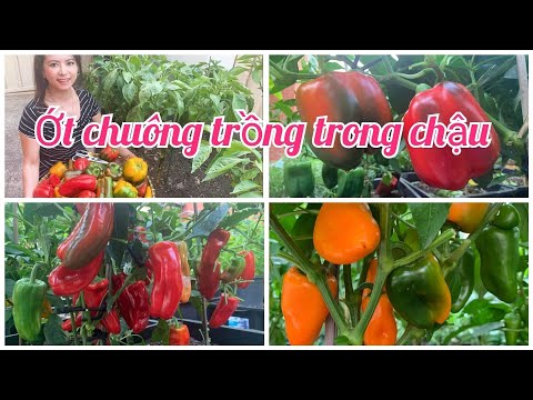 , title : 'Cách trồng và thu hoạch ớt chuông trong chậu|Vườn rau Việt ở Úc'