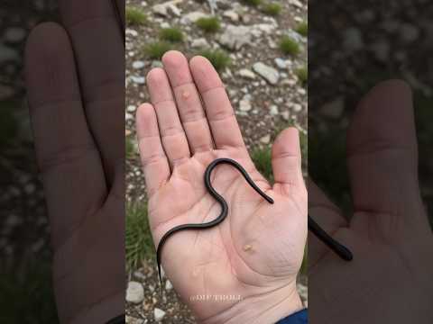 Beautiful Animals Transformation!