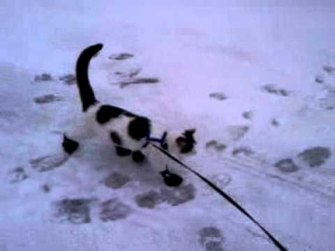 Rocky cat wearing boots walking in snow