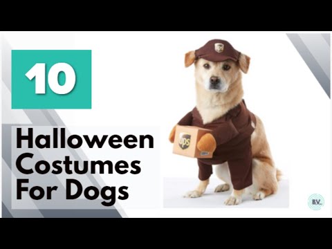 Top Halloween Costumes for Dogs- Funny Halloween Costumes for Dogs