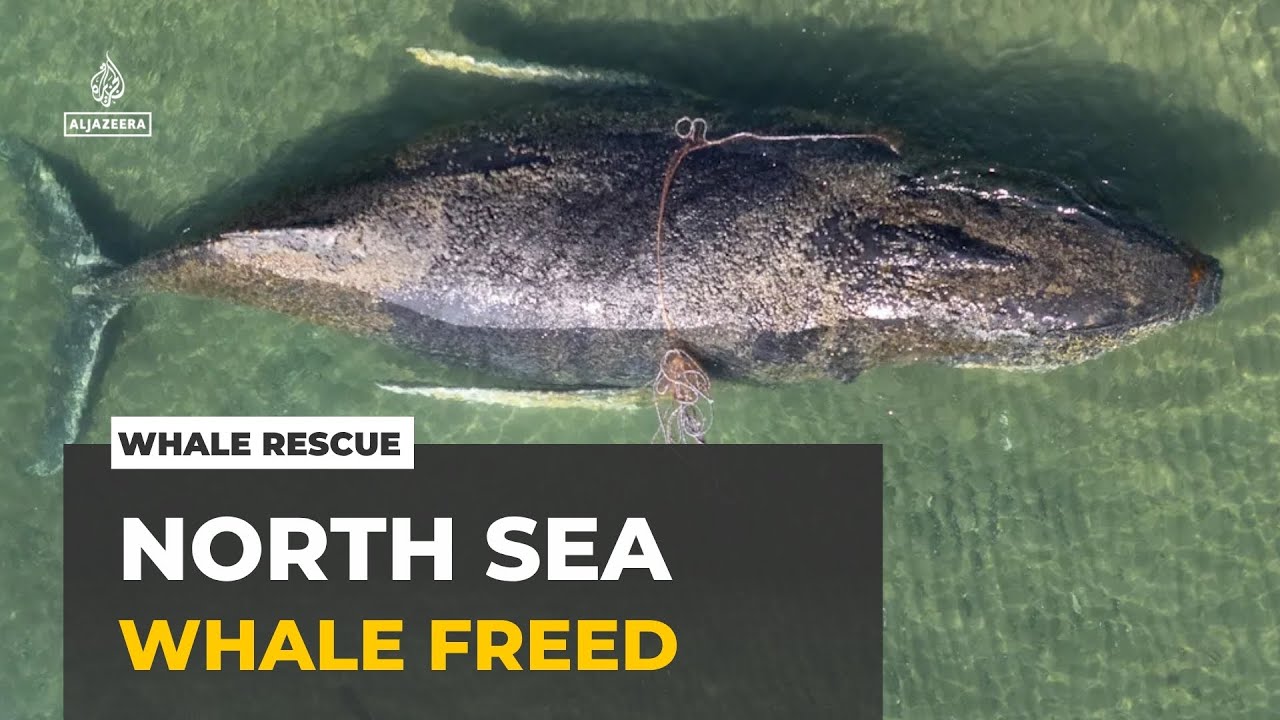 Stranded whale released in North Sea after dramatic Baltic coast rescue