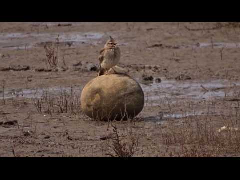 Kuifleeuwerik in de Camargue