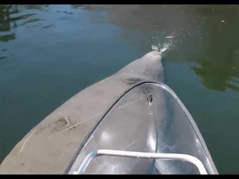 Ламантин под прозрачной лодкой. Manatee swims under a transparent boat.