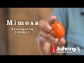 Video for Mimosa