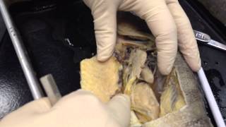 Incomplete Fish Internal Features