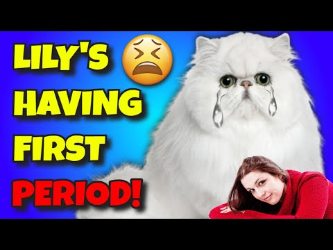 LILY A PERSIAN CAT HAVING PERIOD FOR 7 DAYS