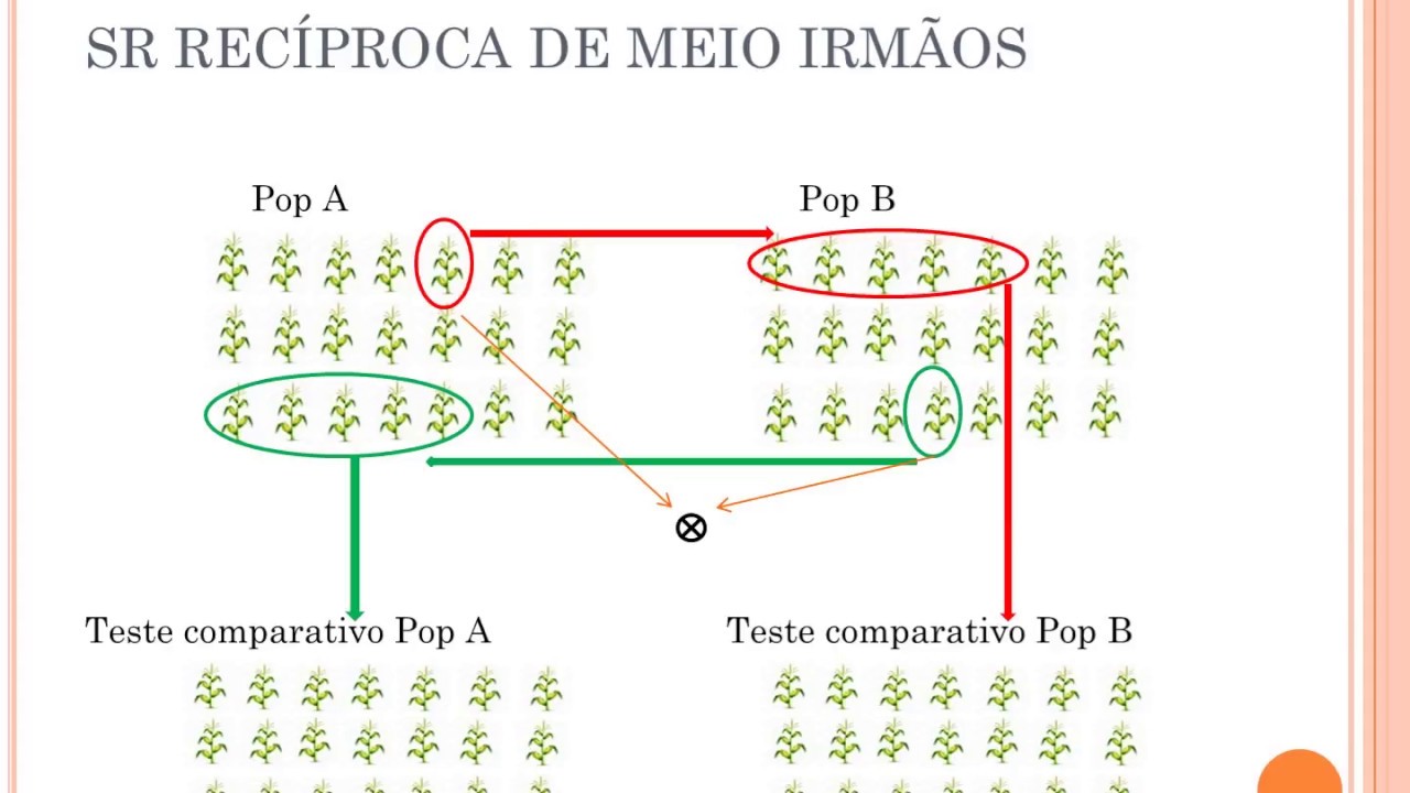 Melhoramento de espécies alógamas e metódos de seleção recorrente