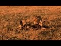 Lion Hunts Wildebeest Big Cat Diary BBC Earth