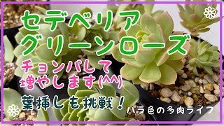 【多肉植物】【ガーデニング】セデベリア　グリーンローズ　チョンパして増やします(^^)葉挿しも挑戦！