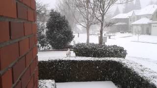 preview picture of video 'Snow starts falling on Kayla dog in West Linn, Oregon'