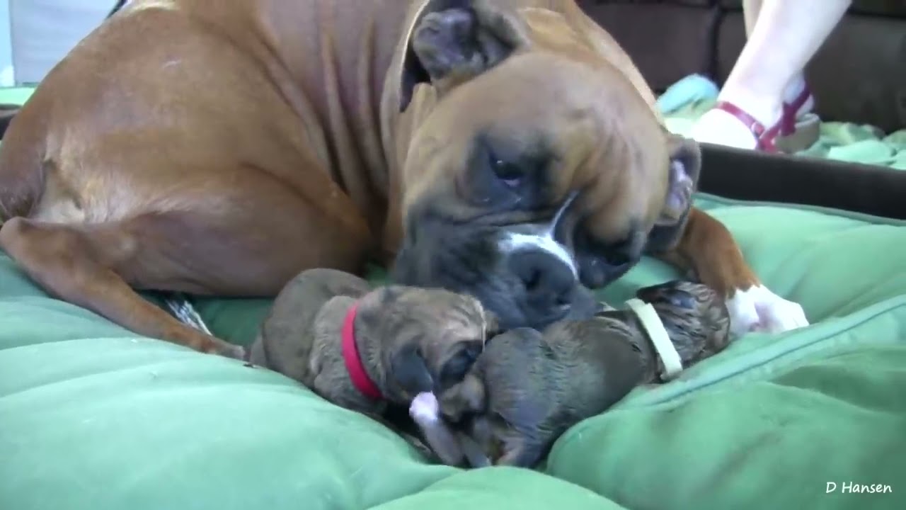 Dog Has Amazing Birth While Standing!!