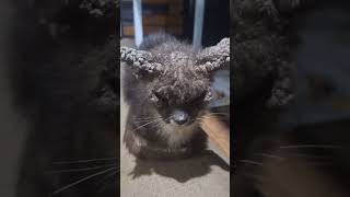 Download lagu cat is seriously ill and ends up stiff #shortsviral#viral#youtubeshorts#cat#viralvideo mp3