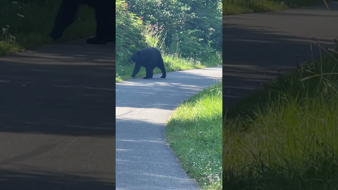 Black bear casually strolling the Anchorage coastal trail. #blackbears