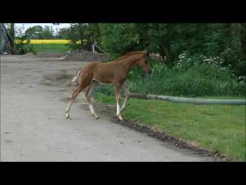 HF2016 Don Romanov Scolari
