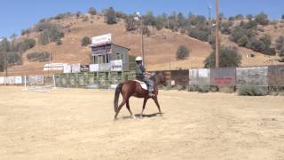 preview picture of video 'Welsh Pony, Gus 3'