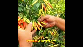 Download lagu Benih Cabe Rawit Sret Dompolan ORION Buah Lebat Tahan Virus You Seed mp3 Download lagu Benih Cabe Rawit Sret Dompolan ORION Buah Lebat Tahan Virus You Seed mp3