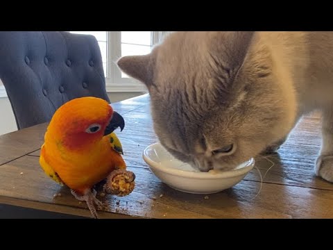 Introduce cat to bird