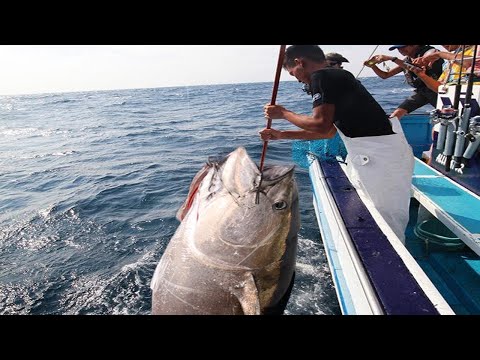 Amazing Gian Tuna Fishing longline Handline videos - Fisherman Big Catch Fishing on the sea