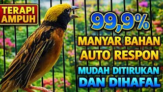 Download lagu Manyar Gacor Ngerol Panjang – Masteran Ampuh Biar Cepat Bunyi 🔊 mp3 Download lagu Manyar Gacor Ngerol Panjang – Masteran Ampuh Biar Cepat Bunyi 🔊 mp3