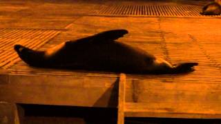 preview picture of video 'Sea Lions in Puerto Baquerizo Moreno, San Cristobal, Galapagos'