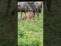 Wildebeest Fight Caught On Camera