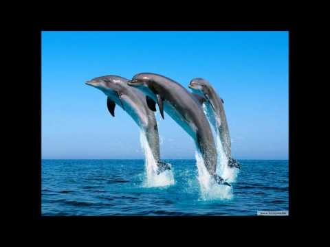 Dolphin's Mind - Into The Blue