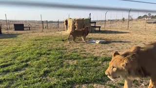 Download lagu BenTzur and Ori's first steps on African soil mp3 Download lagu BenTzur and Ori's first steps on African soil mp3