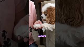 Easy Nail Trims for Your Cavalier! 💅 No Stress Tip 🐾
