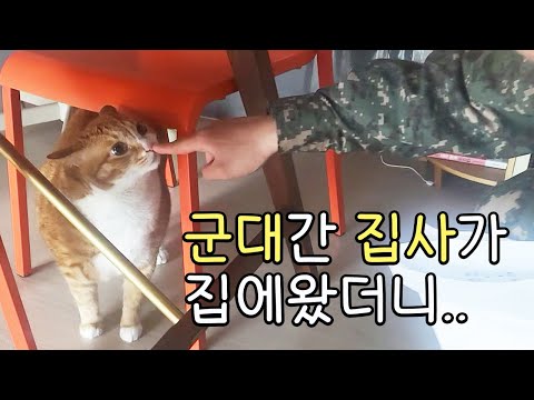 군대간 집사가 집에왔더니.. 예상치 못한 고양이의 반응
