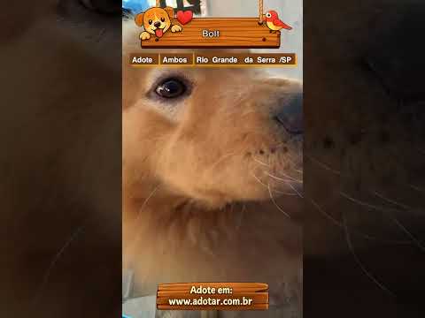 Vídeo de Bolt