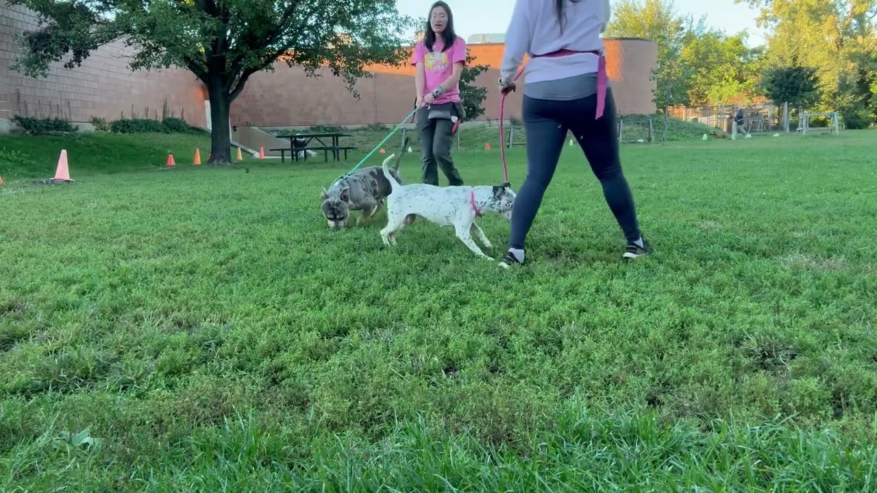 Lucci's Leash Test