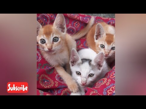 Funny Cats 🐈 | Cuteness  overloaded